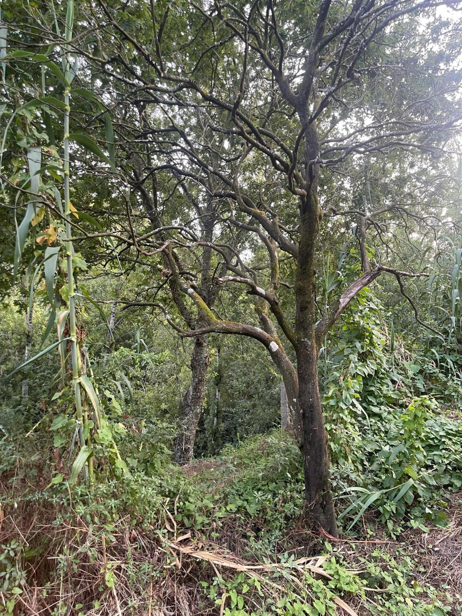 Loureiro  Nascente, Place In Nature Next To A Waterfall מראה חיצוני תמונה